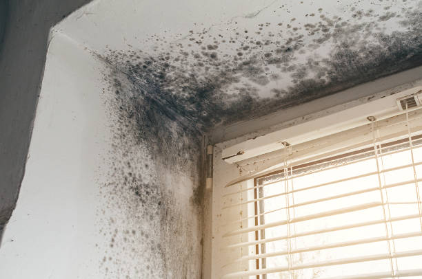 Affordable Hvac And Air Duct Mold Remediation solutions in Victoria, MN